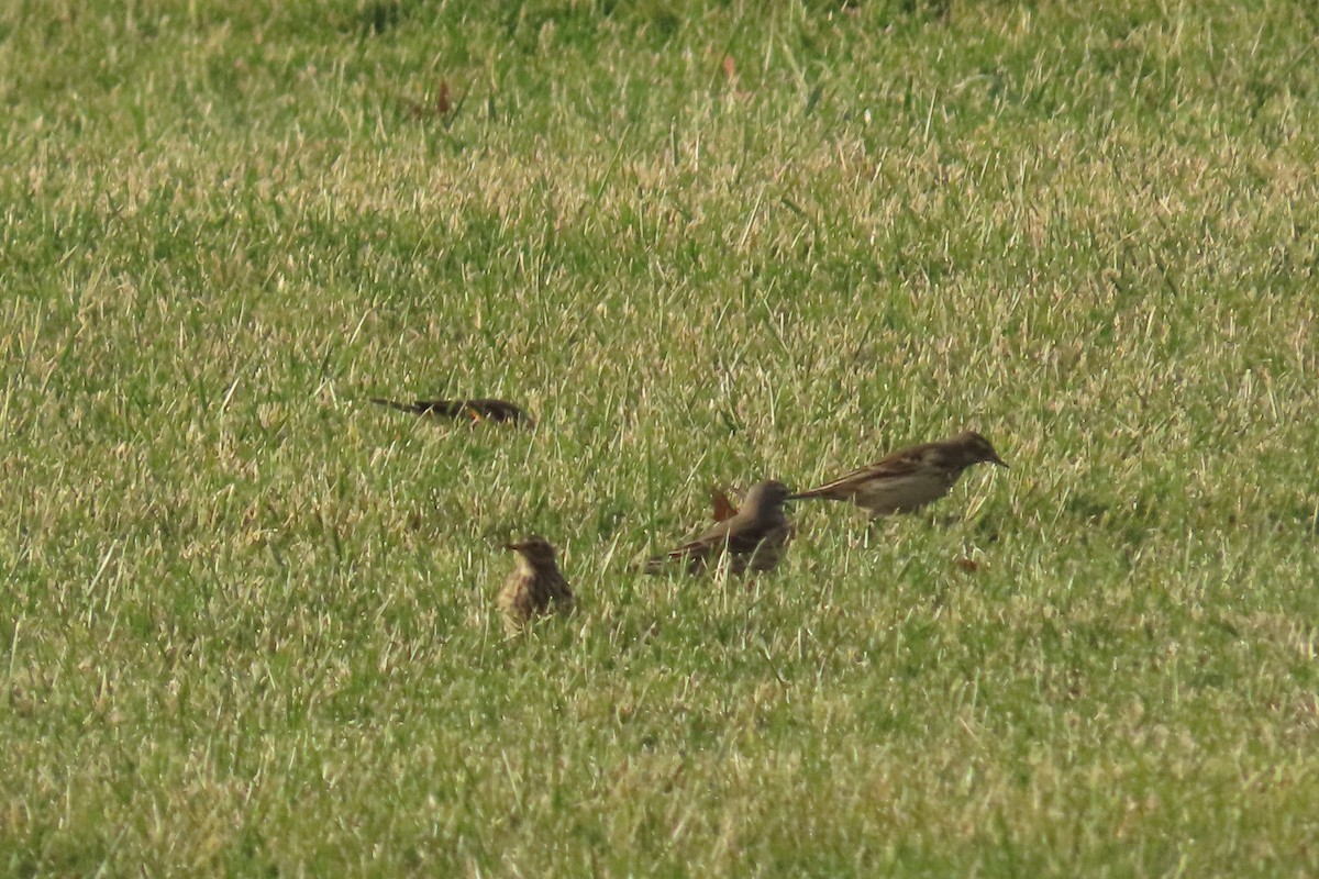 kanadapiplerke - ML645513719