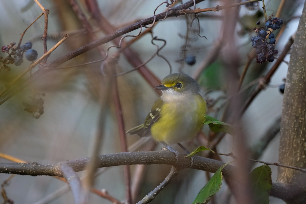 zelenáček bělooký - ML645513737