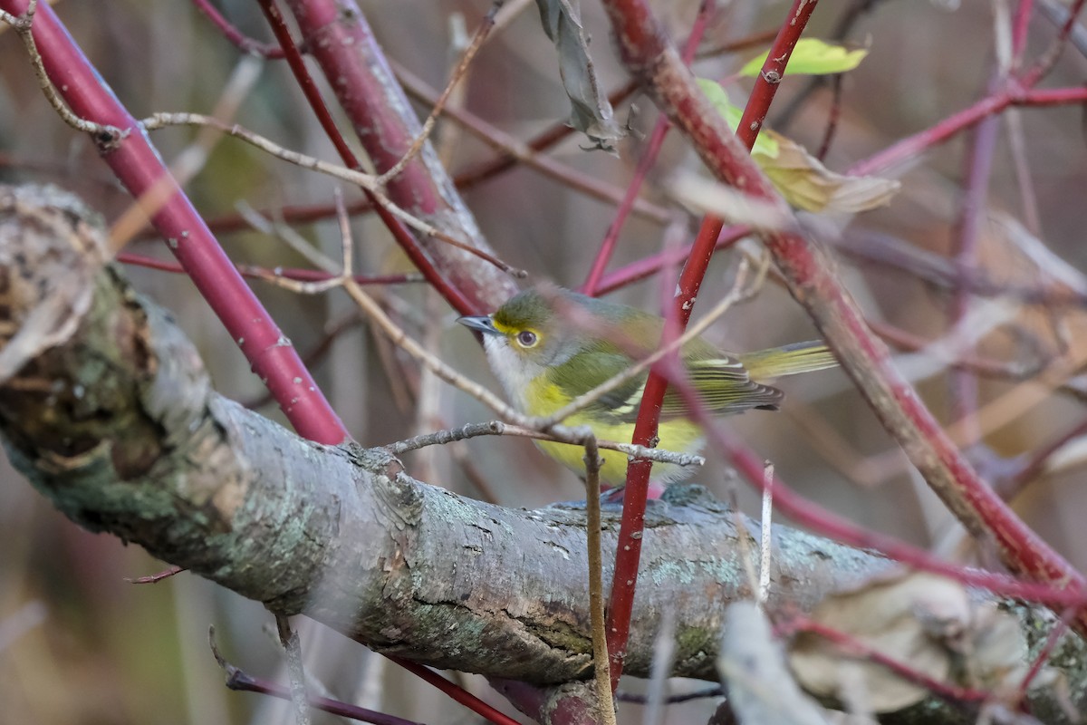 zelenáček bělooký - ML645513745