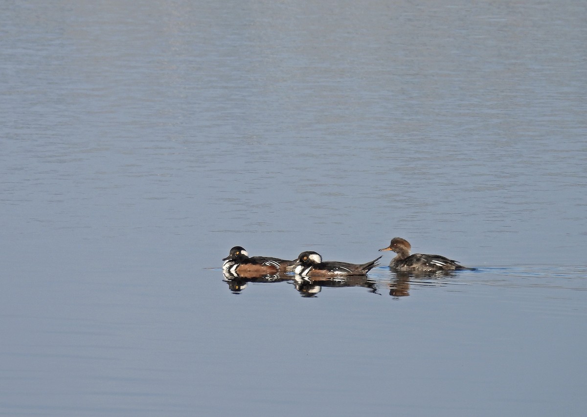 Hooded Merganser - ML645513746