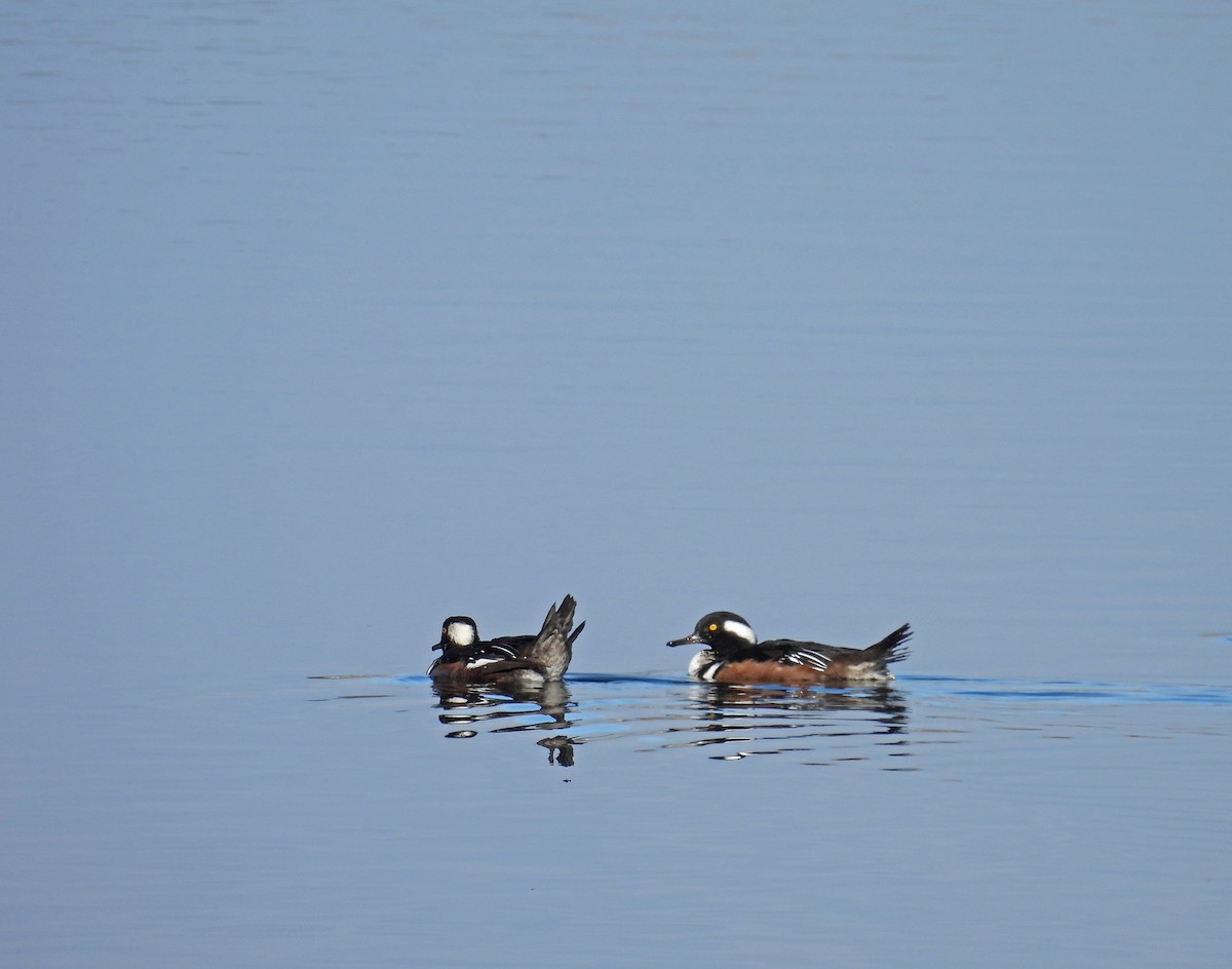 Hooded Merganser - ML645513747