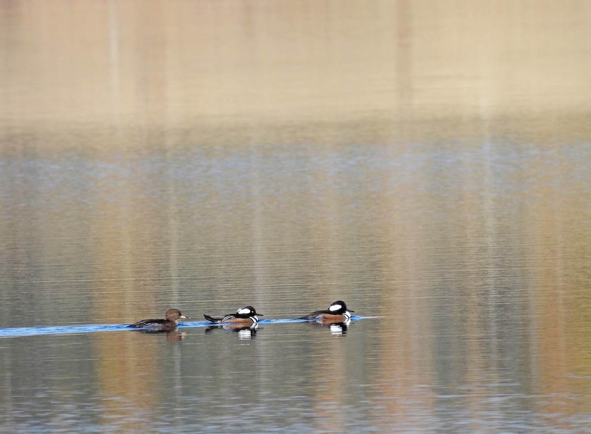 Hooded Merganser - ML645513748