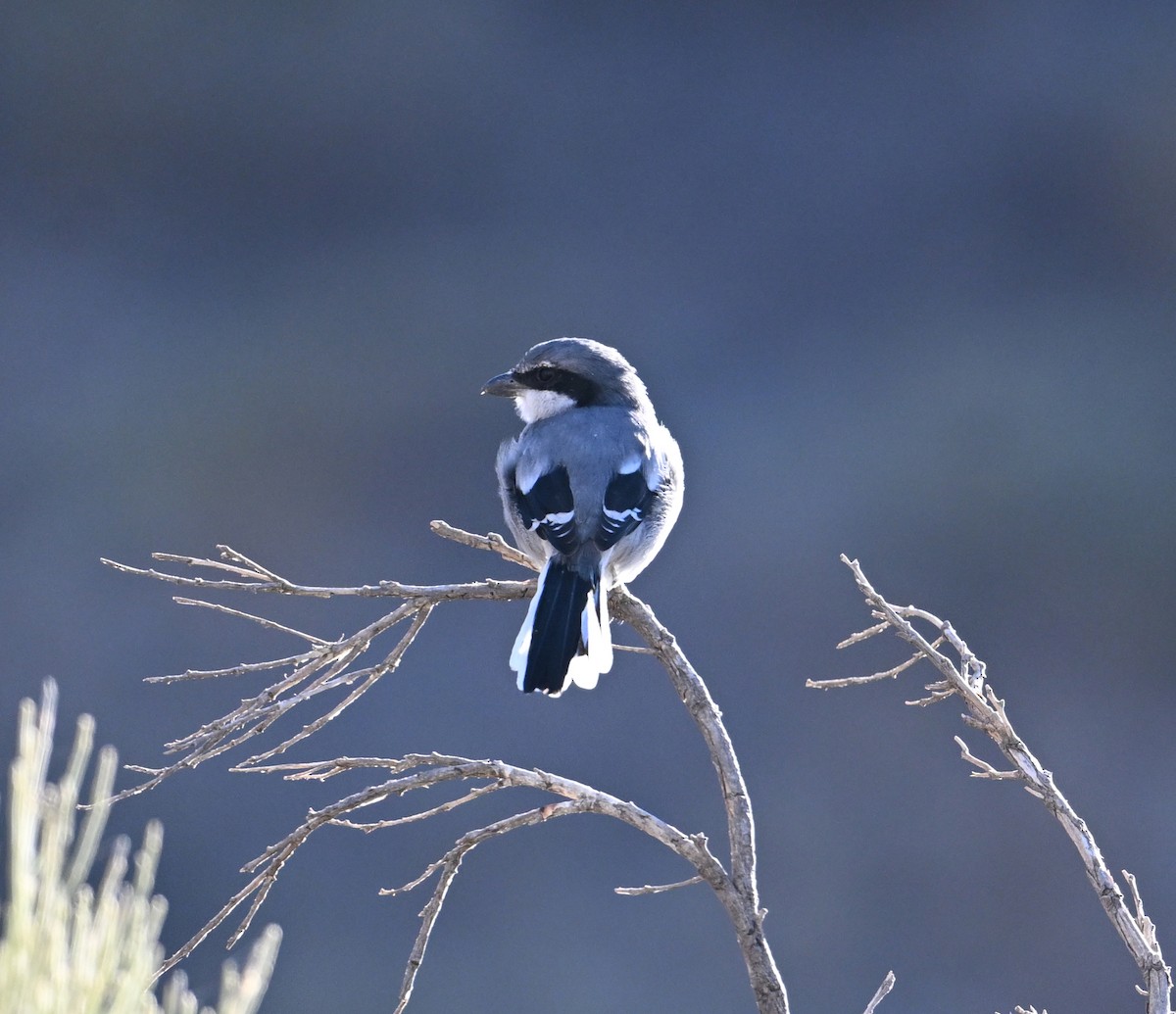 Great Gray Shrike (Sahara) - ML645513749