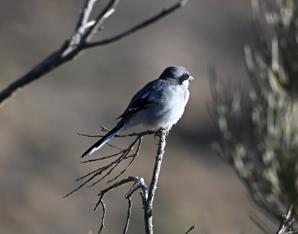 Great Gray Shrike (Sahara) - ML645513750