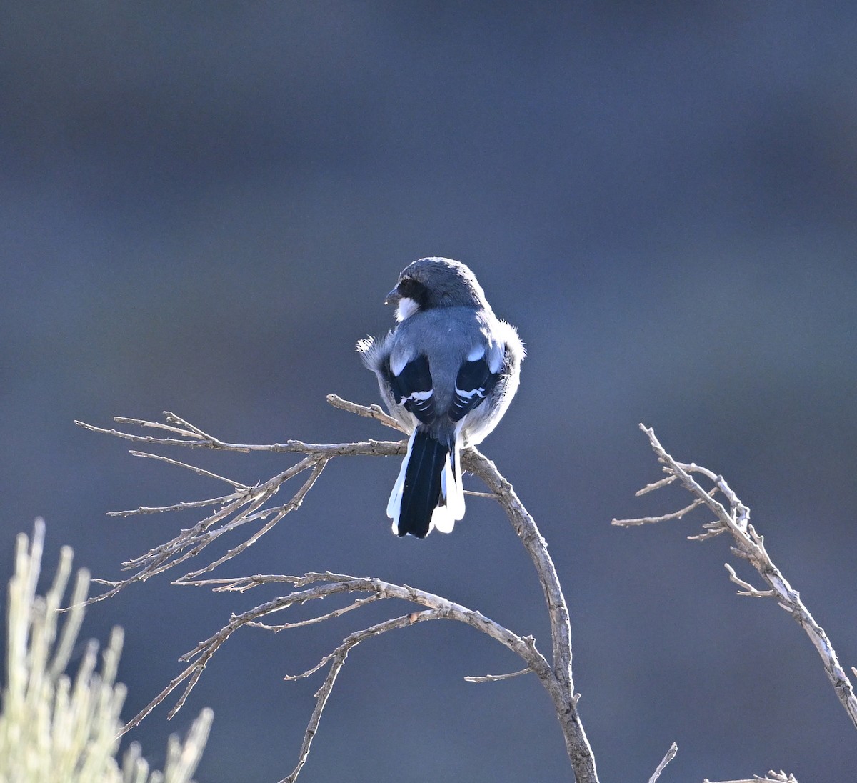 Great Gray Shrike (Sahara) - ML645513751