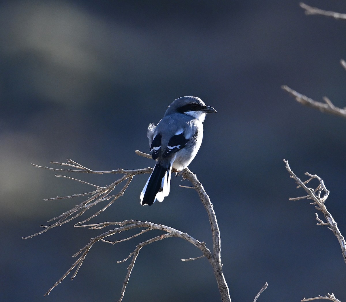 Great Gray Shrike (Sahara) - ML645513752