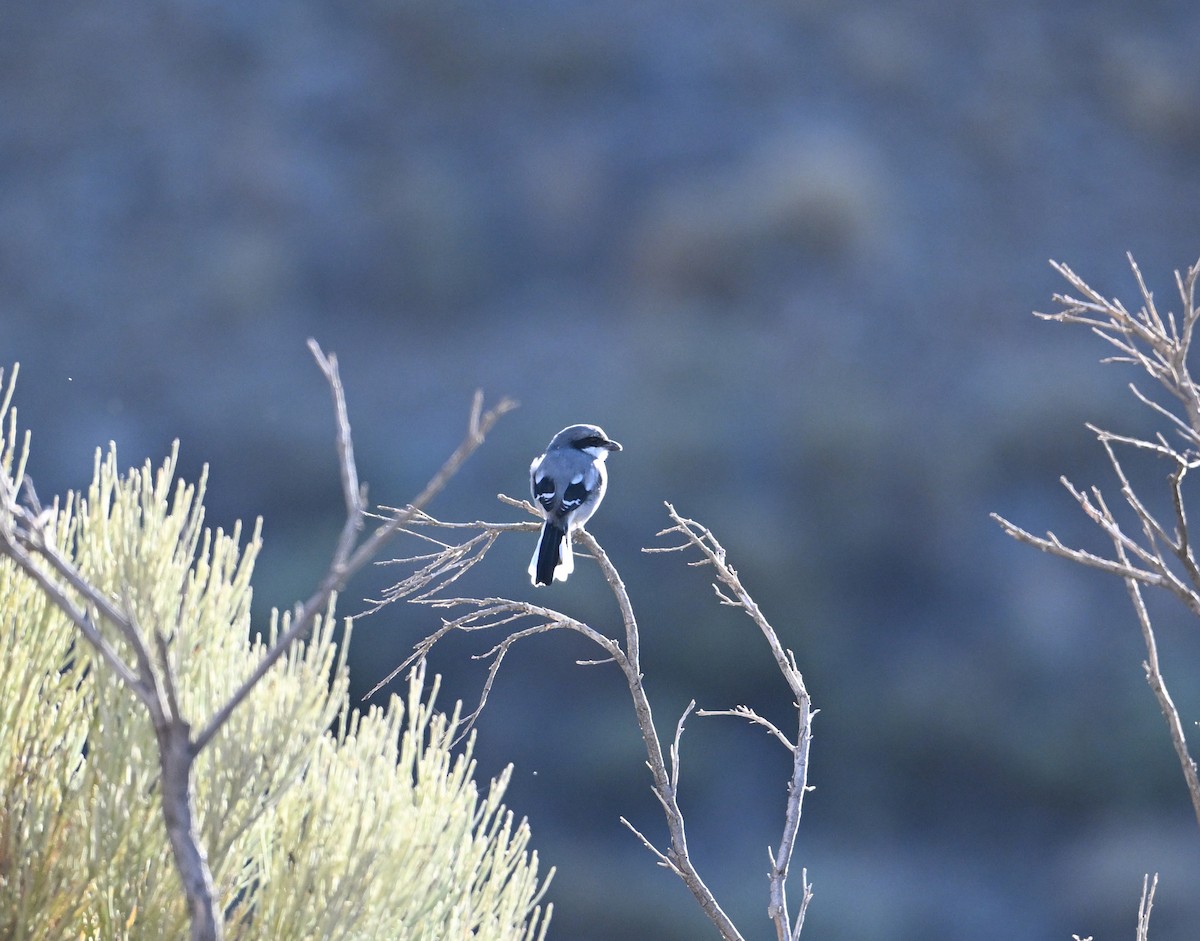 Great Gray Shrike (Sahara) - ML645513753
