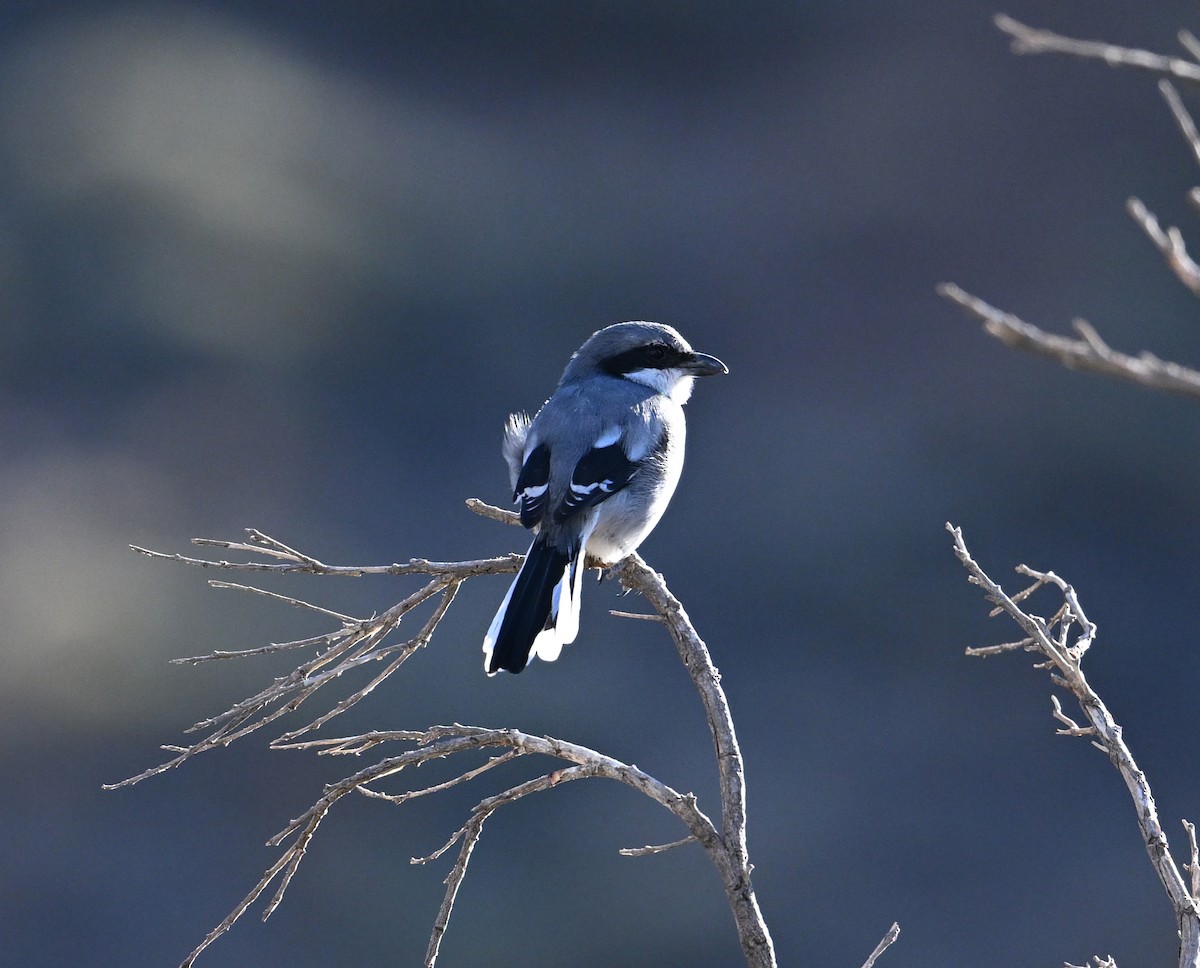 Great Gray Shrike (Sahara) - ML645513754
