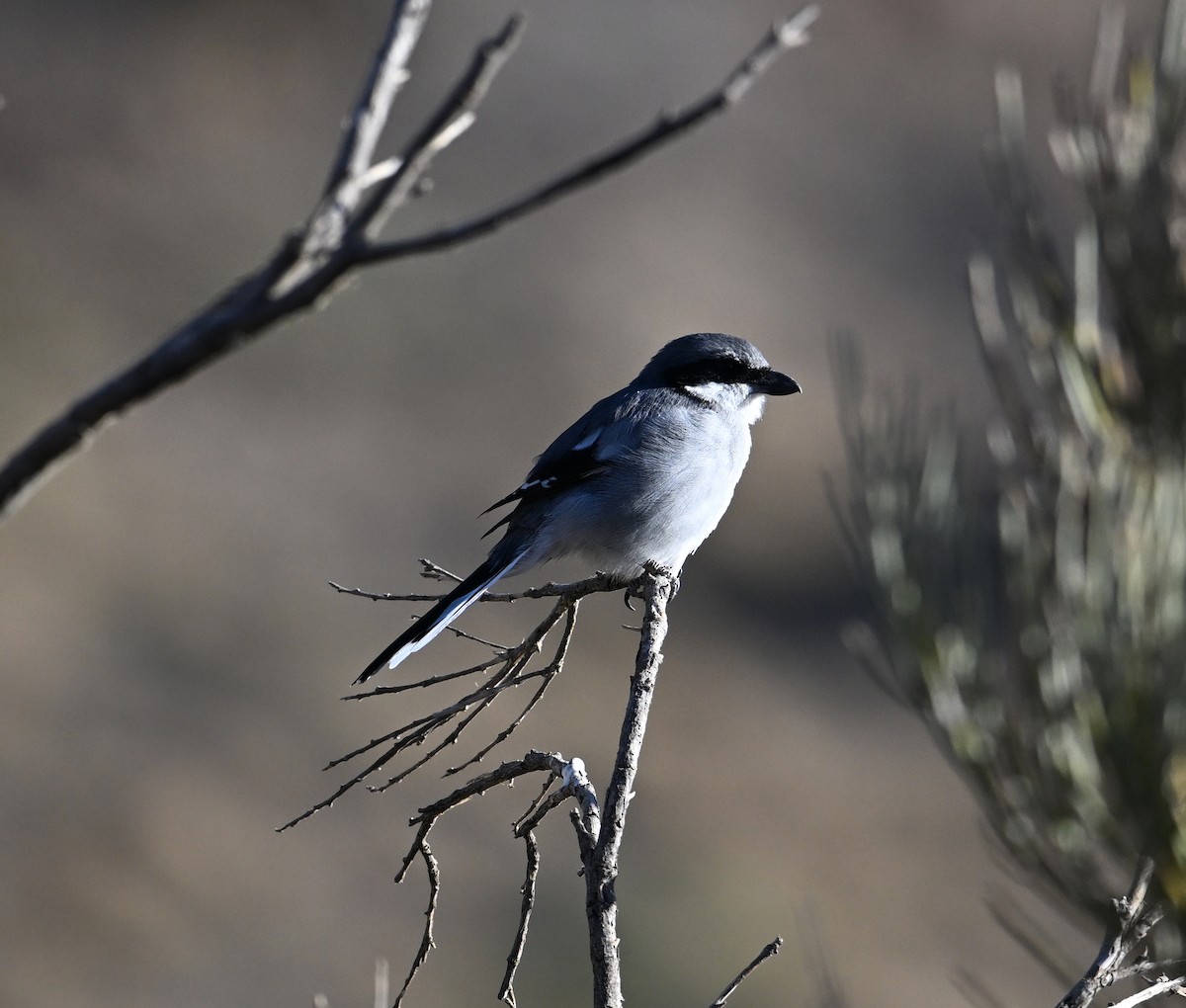 Great Gray Shrike (Sahara) - ML645513755
