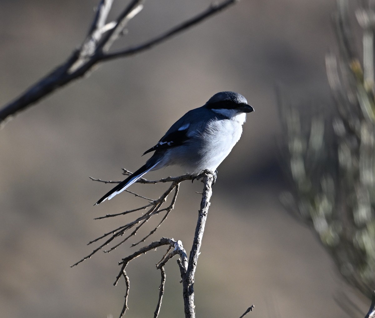 Great Gray Shrike (Sahara) - ML645513756