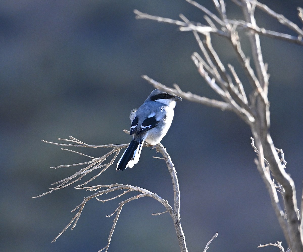 Great Gray Shrike (Sahara) - ML645513757