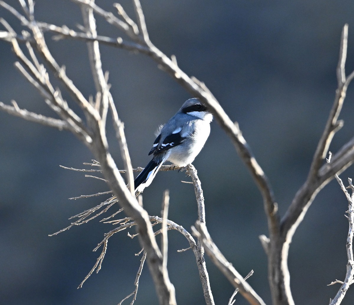 Great Gray Shrike (Sahara) - ML645513758