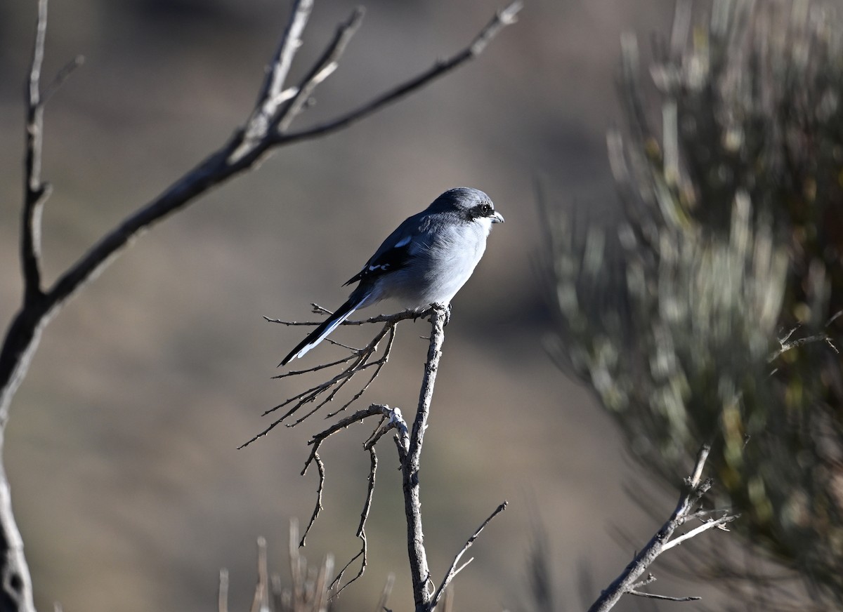 Great Gray Shrike (Sahara) - ML645513759