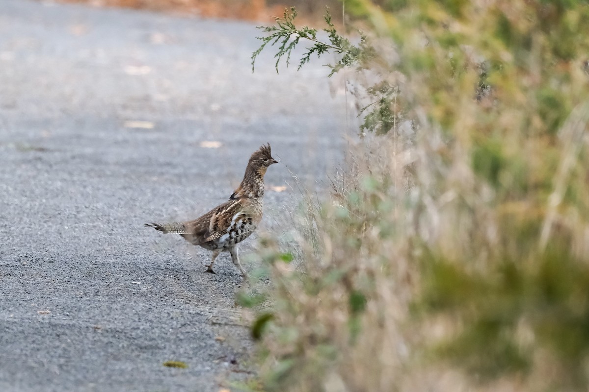 jeřábek kanadský - ML645513762