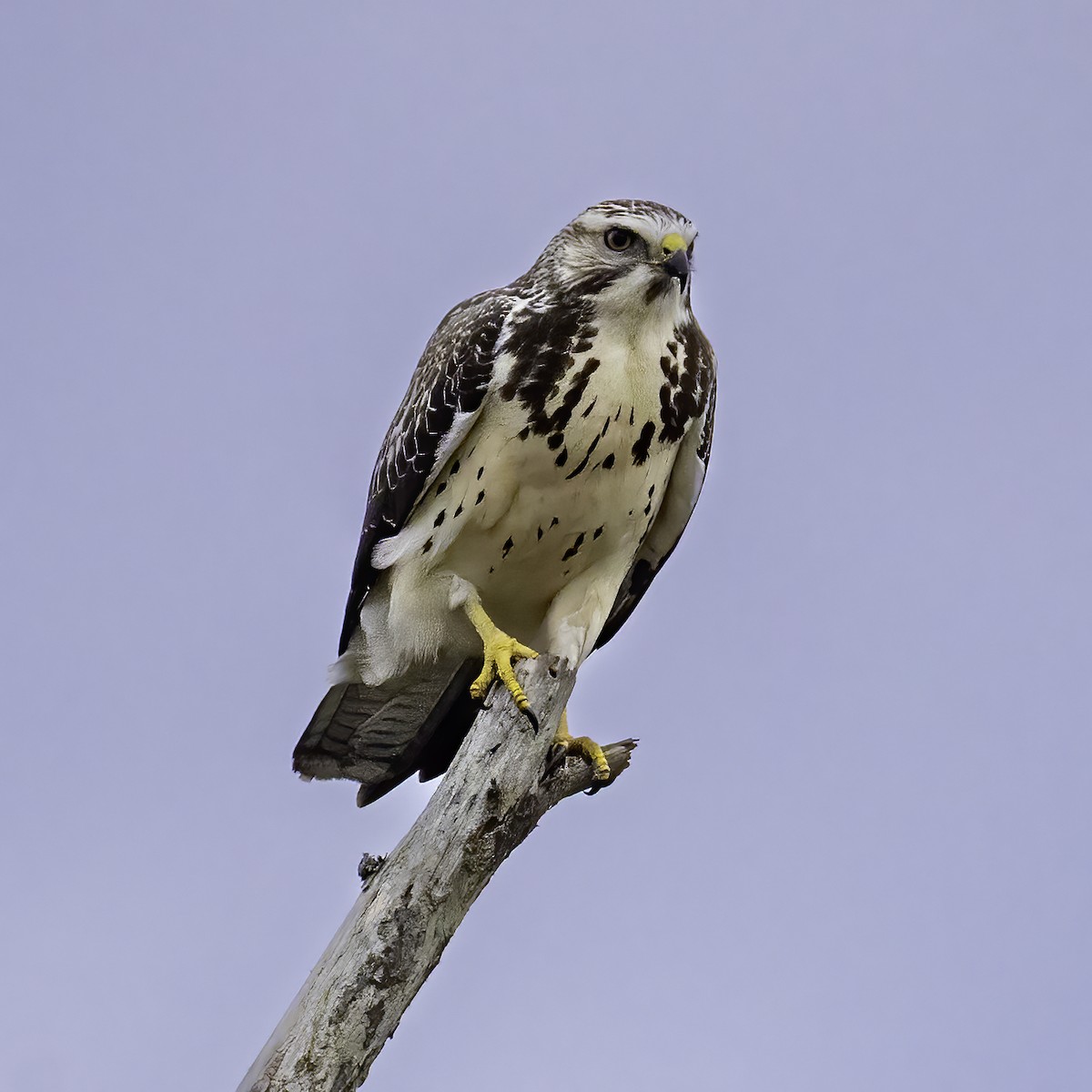 Swainson's Hawk - ML645513768