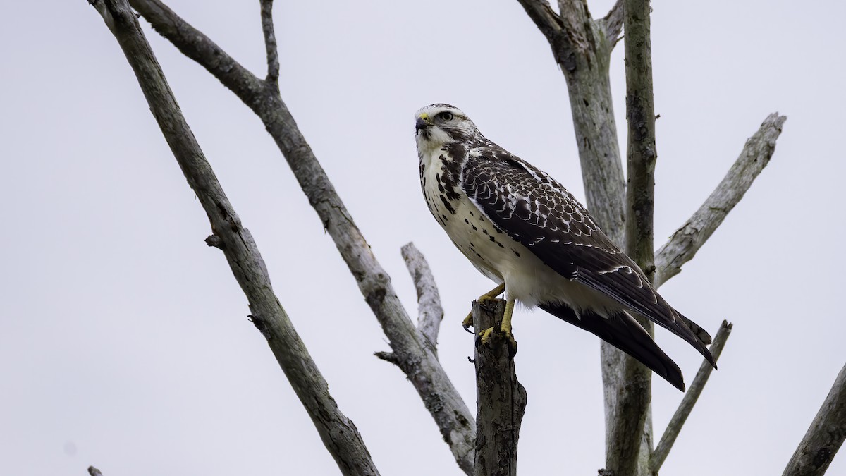 Swainson's Hawk - ML645513773