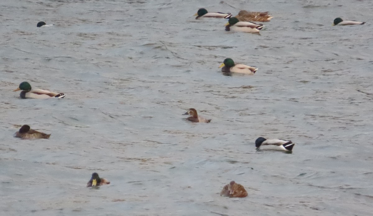 Common Pochard - ML645513820