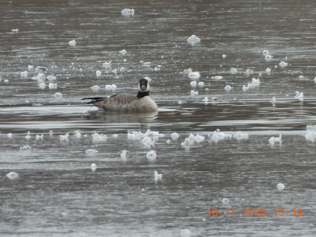 小加拿大雁 - ML645513859