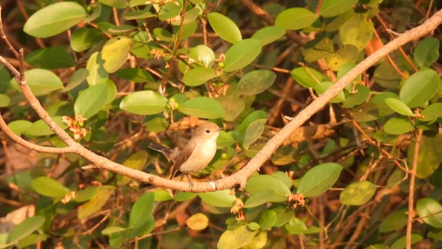 Red-breasted Flycatcher - ML645513860