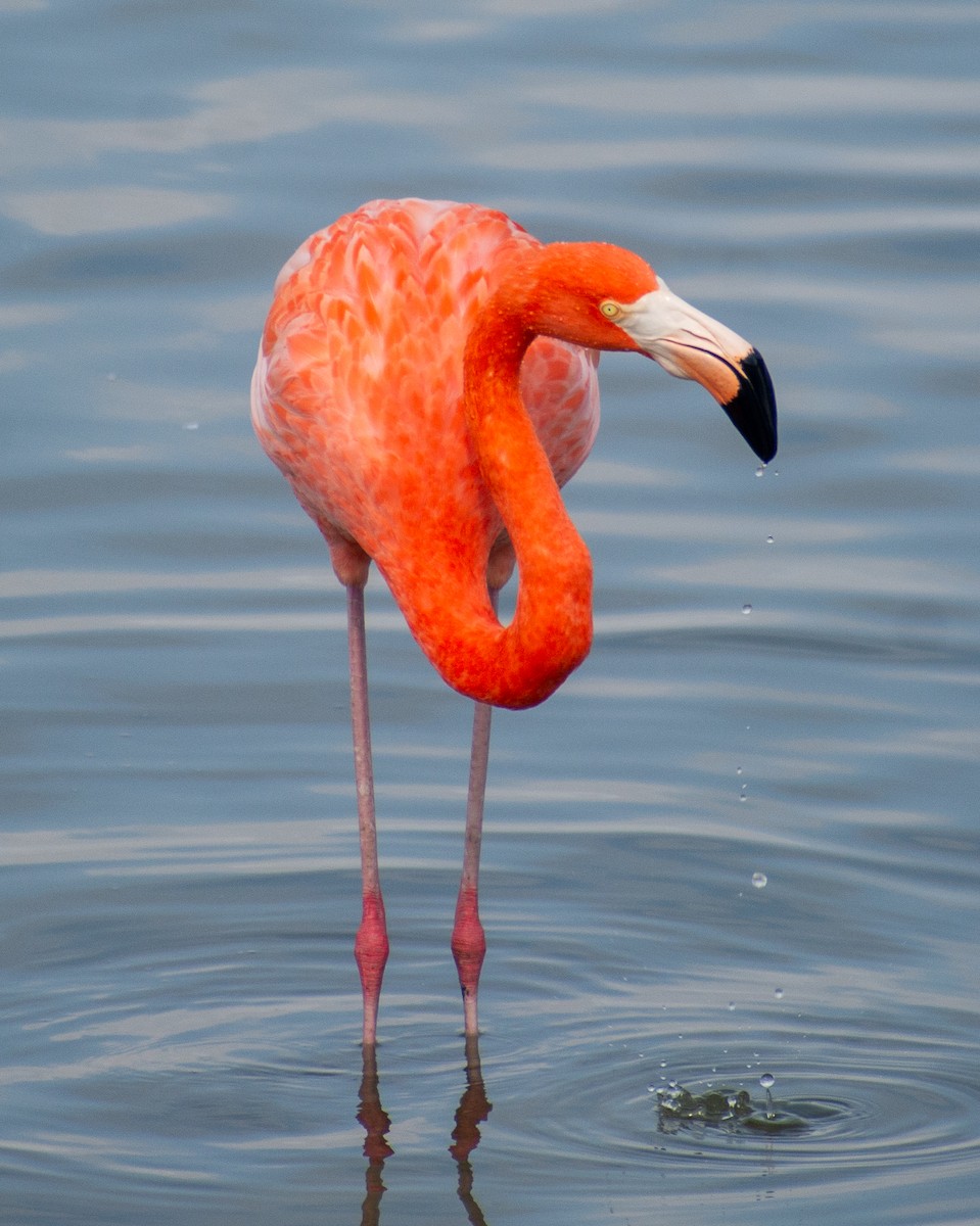 American Flamingo - ML645513861