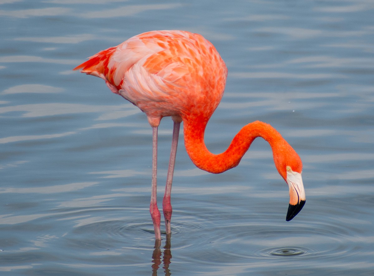 American Flamingo - ML645513867