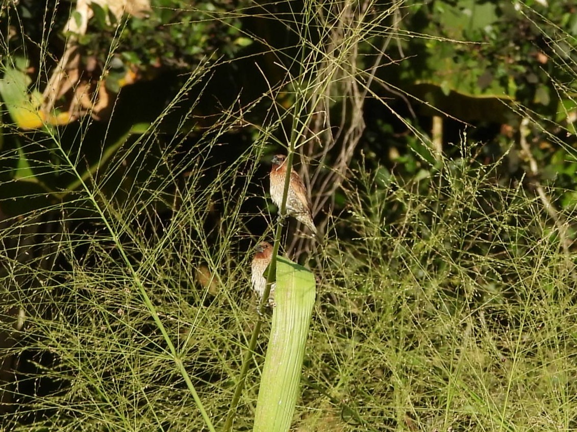 Scaly-breasted Munia - ML645513904