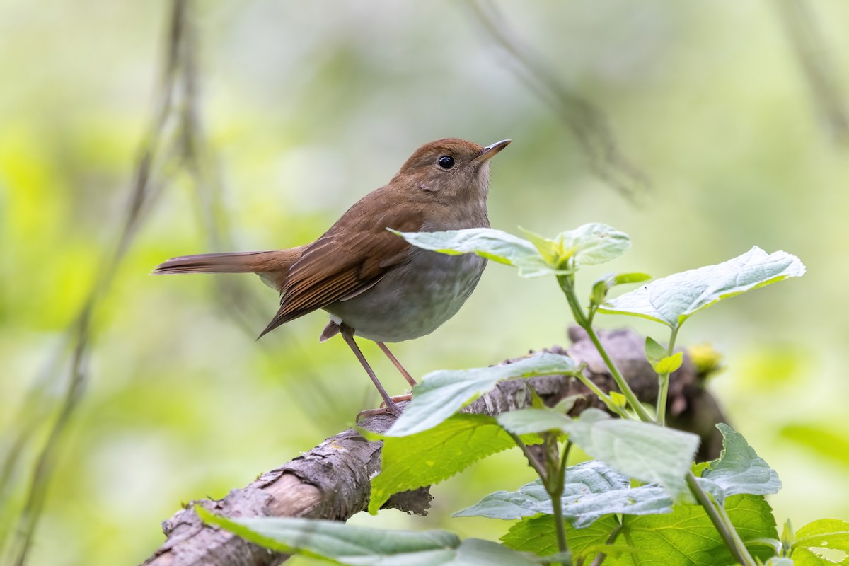 Russet Nightingale-Thrush - ML645513919
