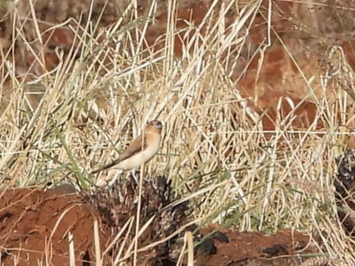 savannesølvnebb - ML645513963