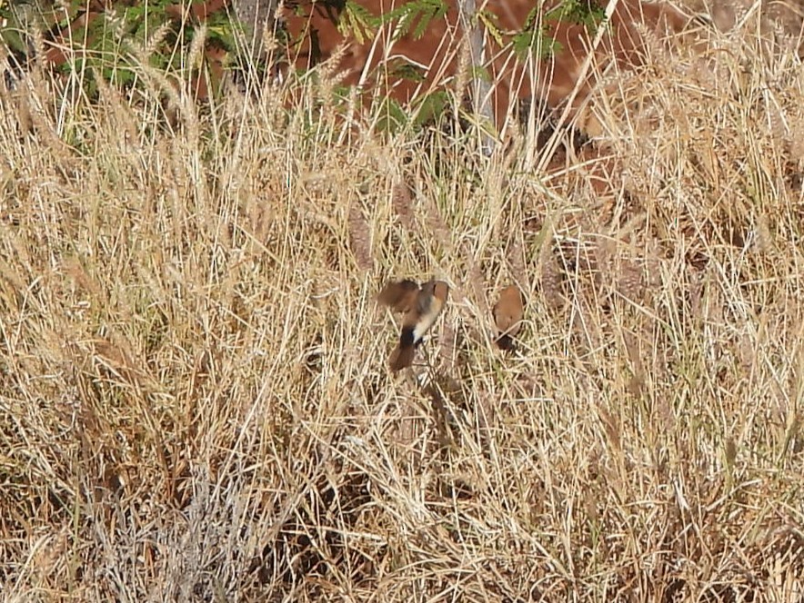 savannesølvnebb - ML645513964