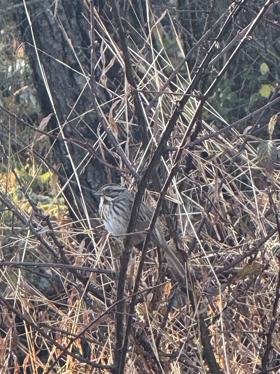 Song Sparrow - ML645513978