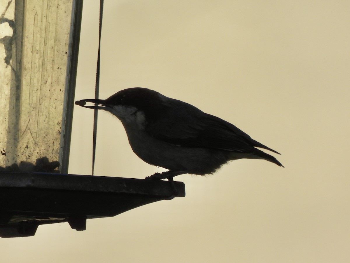 Sittelle à tête brune - ML645513980