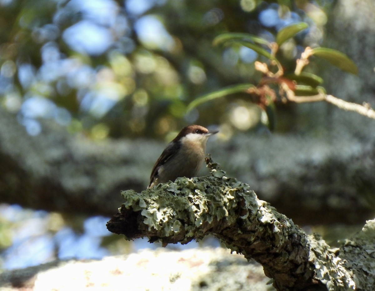 Sittelle à tête brune - ML645513981