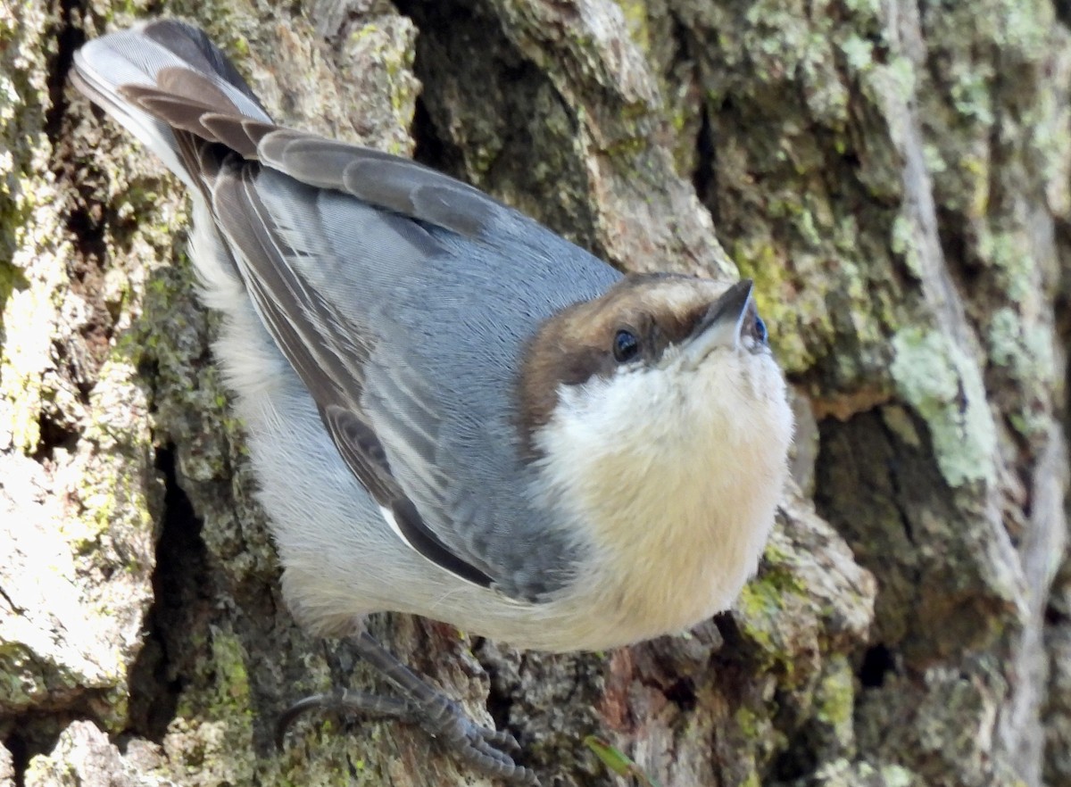 Sittelle à tête brune - ML645513982