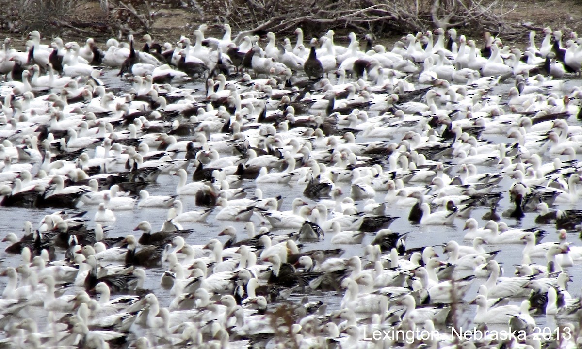 Kar Kazı - ML645513984