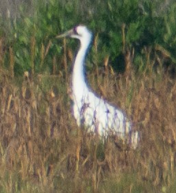 trompettrane - ML645513989