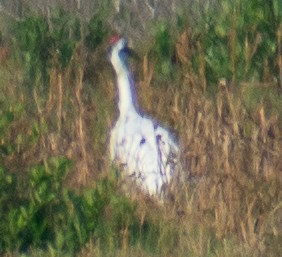 trompettrane - ML645513991