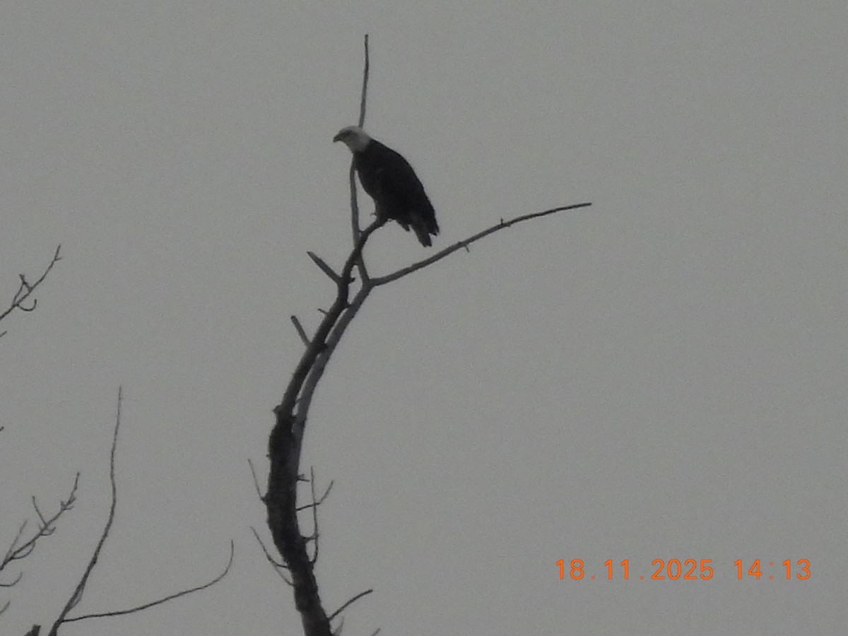 Bald Eagle - ML645513998