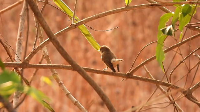 Red-breasted Flycatcher - ML645514019