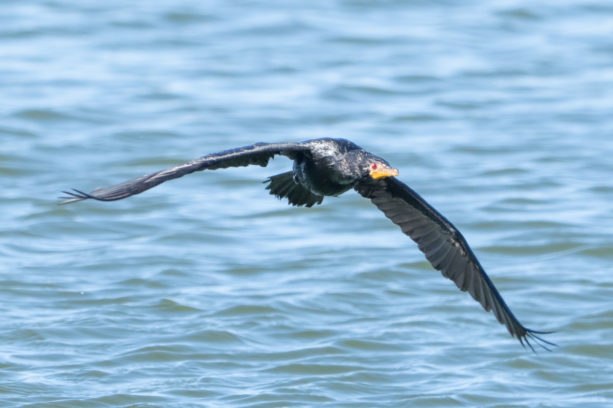 kormorán dlouhoocasý - ML645514022