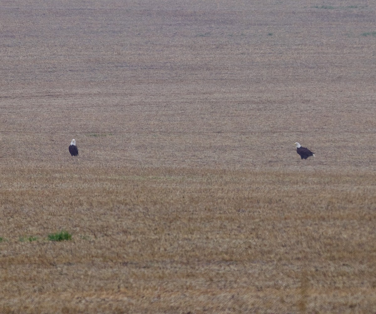 Bald Eagle - ML645514039