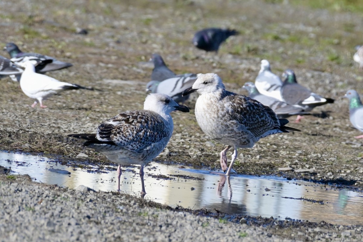 Büyük Kara Sırtlı Martı - ML645514051