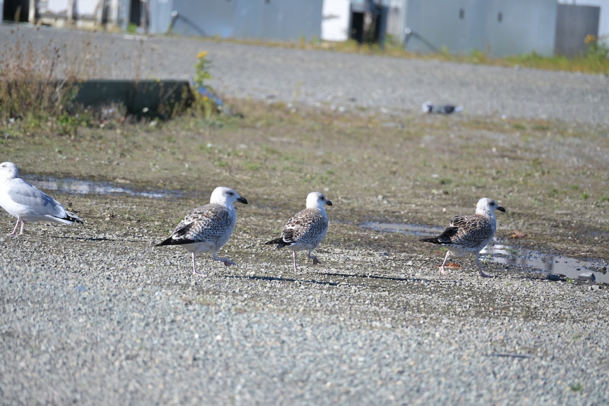 Büyük Kara Sırtlı Martı - ML645514052