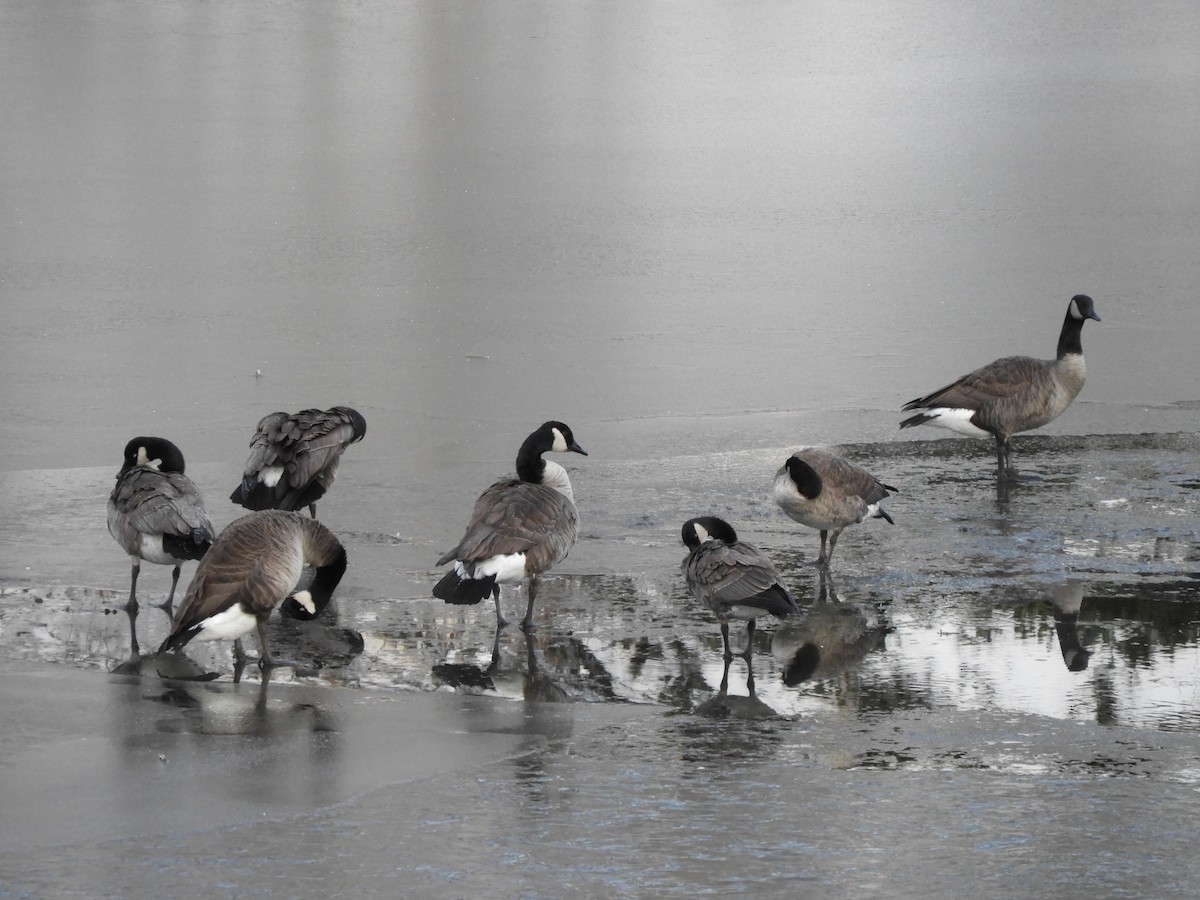 カナダガン - ML645514056