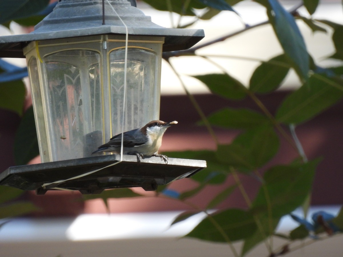 Sittelle à tête brune - ML645514058