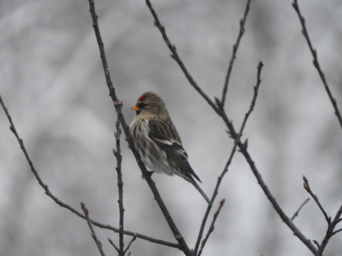 Redpoll - ML645514069