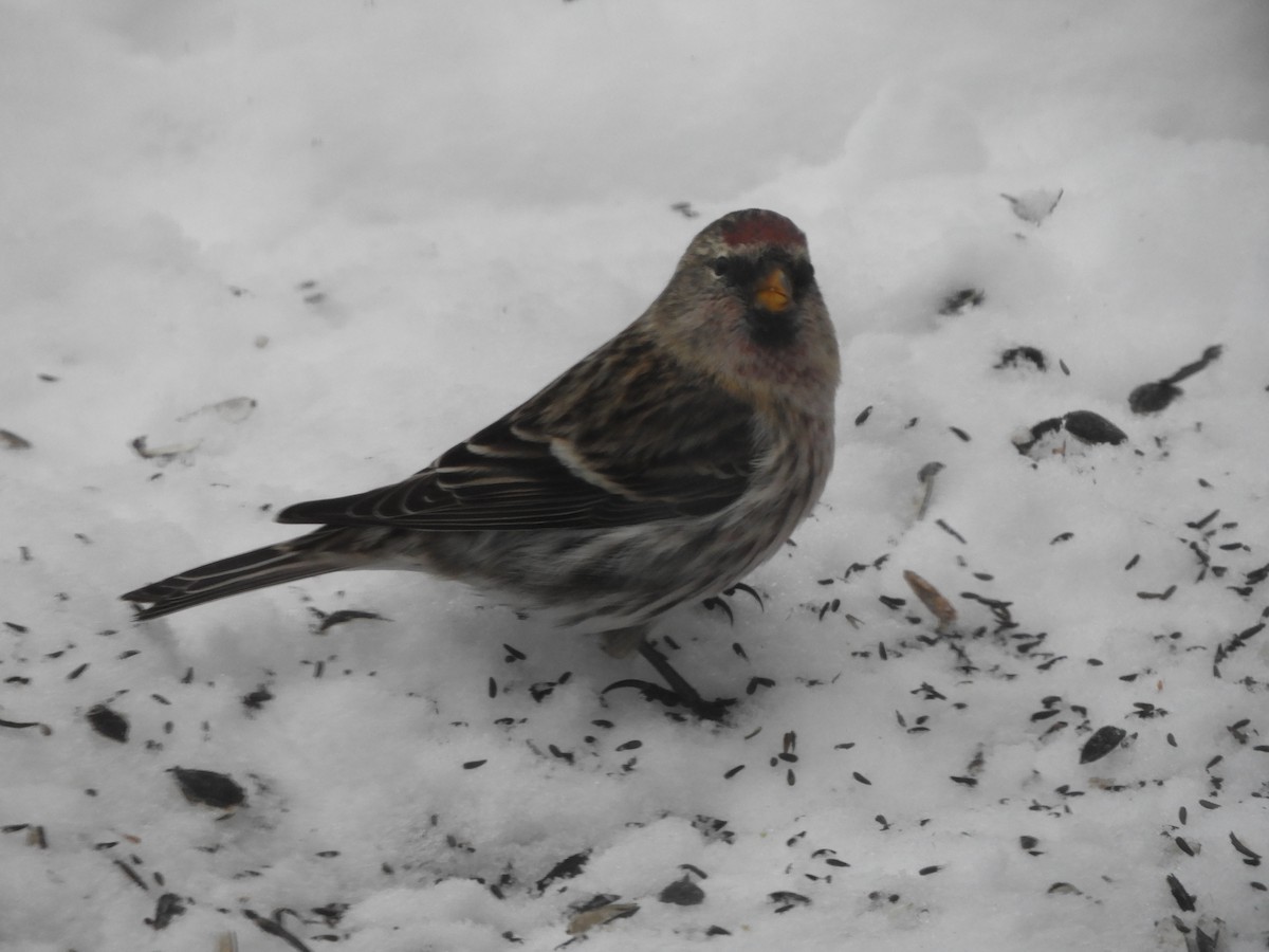 Redpoll - ML645514070