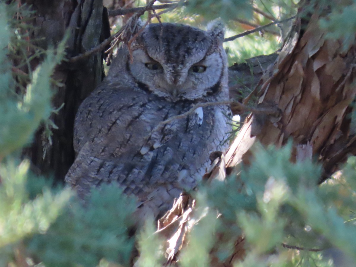Eastern Screech-Owl - ML645514075