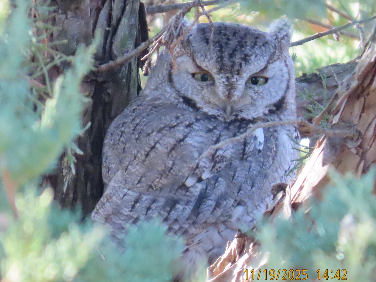 Eastern Screech-Owl - ML645514076