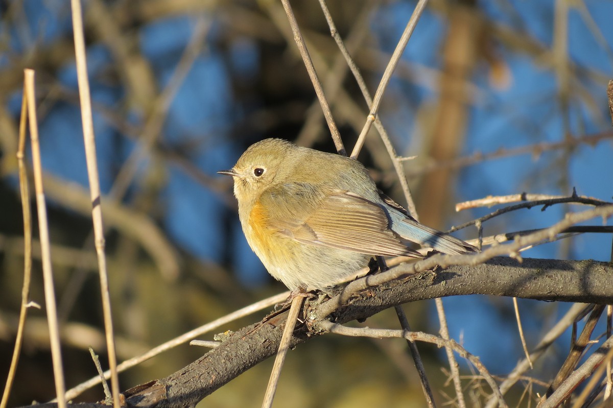 Red-flanked Bluetail - ML645514080