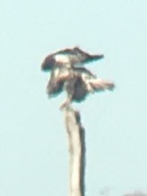 Red-tailed Hawk (Harlan's) - ML645514088